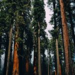 Sequoias National Park