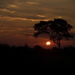 Le Kruger Park au coucher du soleil